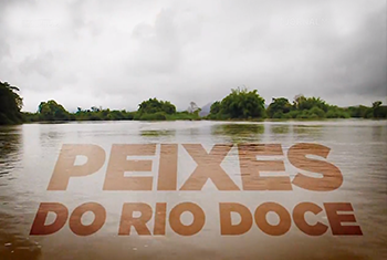 Série do Jornal Minas aborda impacto do rompimento da barragem do Fundão na ictiofauna do Rio Doce
